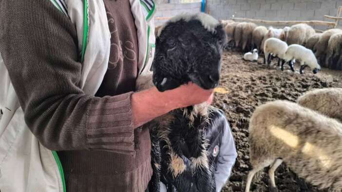 Hatay'da Herkesi Şaşırtan Doğum: Çift Başlı Kuzu Yaşama Tutundu