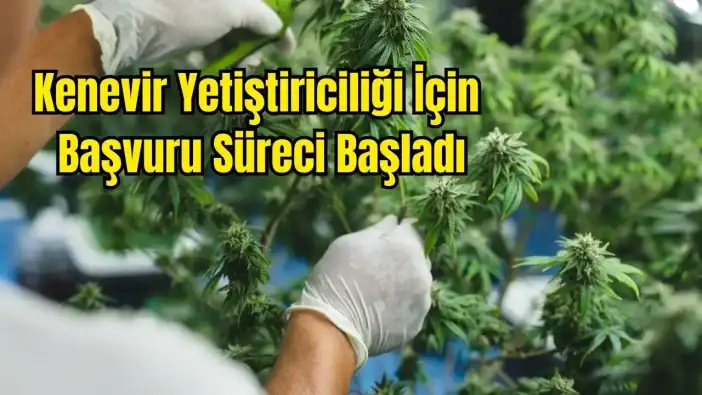 Antalya Dahil 21 İlde Kenevir Yetiştiriciliğine İzin Çıktı!