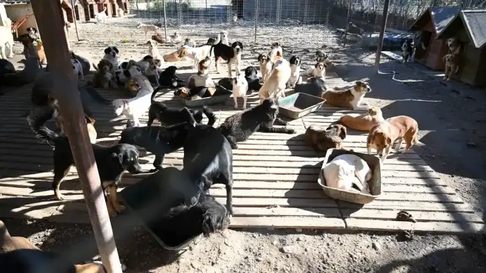 Kemer’de Can Dostlarına Şefkat Eli