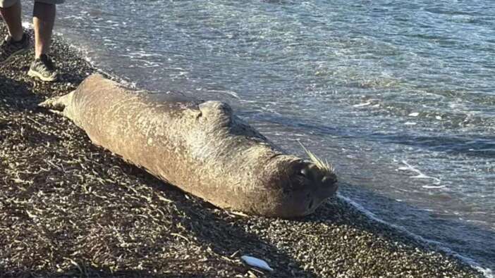 Akdeniz Foku Bodrum Sahilinde Görüntülendi