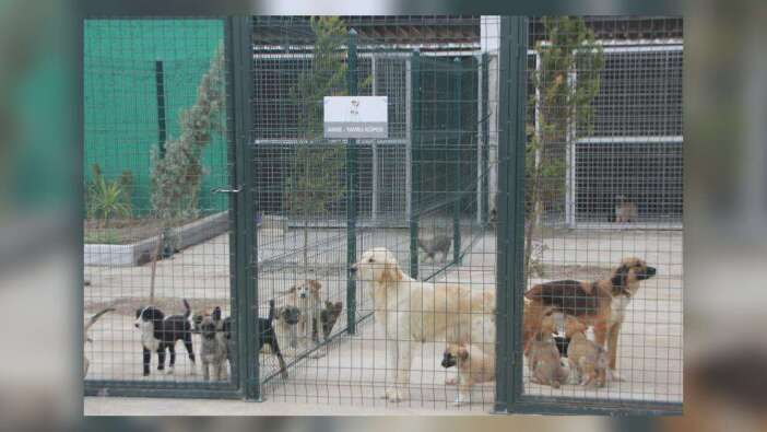 Serik’te Hayvan Barınağı Yapımı İçin İhaleye Çıkılıyor