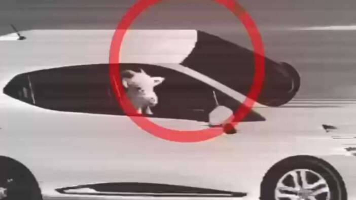 Antalya Serik'te 5 hayvan çalındı: JASAT 3 şüpheliyi kıskıvrak yakaladı