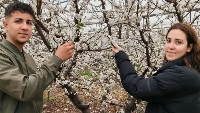 Kışın Ortasında Mersin’deki Erik Ağaçları Çiçek Açtı