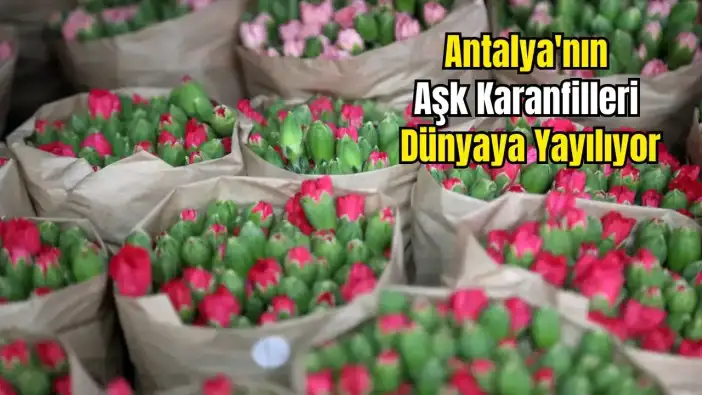 Antalya'dan Dünyaya Aşk Sevkiyatı: 75 Milyon Dal Çiçek Yola Çıktı