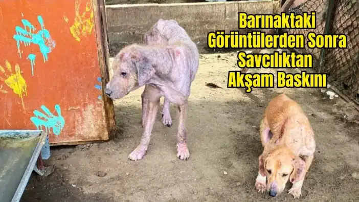 Finike Hayvan Barınağında Skandal Görüntüler: Savcılık Soruşturma Başlattı