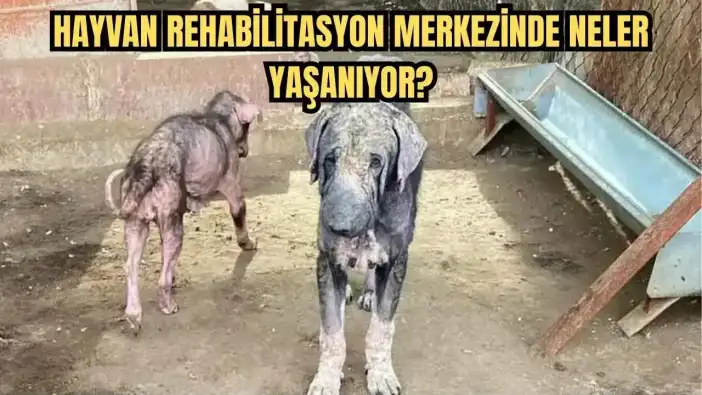 Finike Belediyesi Barınaktaki Hayvanların Görüntüleri Sonrası İdari İşlem Başlattı