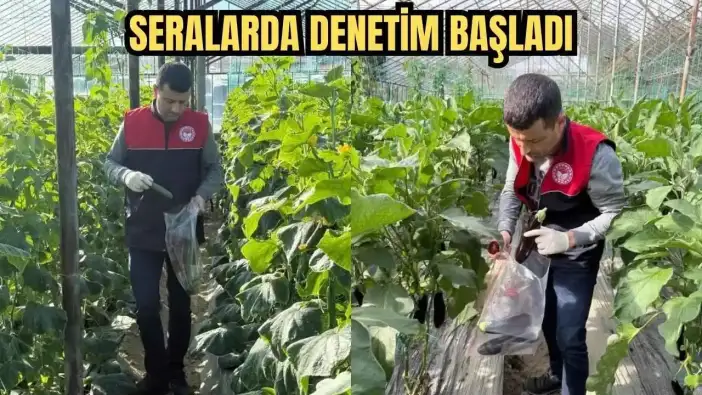Manavgat’ta Hasat Öncesi Pestisit Alarmı! Seralarda Denetim Başladı