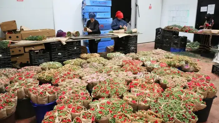 Antalya’dan 160 Milyon Dolarlık Çiçek Rekoru