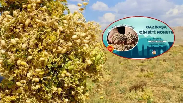 1800 Rakımda Yetişiyor! Gazipaşa Cimbiti Nohutu İçin Kritik Hamle