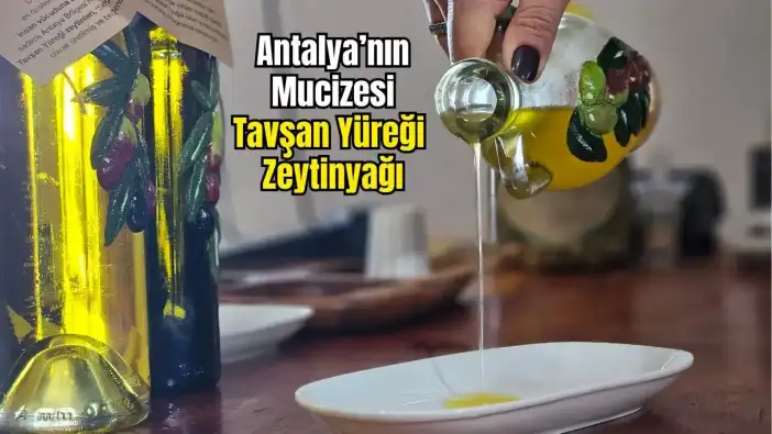 Antalya Tavşan Yüreği Zeytinyağı Kemoterapi Kadar Etkili Çıktı