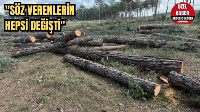 Kurşunlu’da Neler Oluyor? Ormandaki Kesimi Muhtar Anlattı