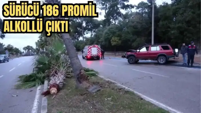 Manavgat’ta 186 Promil Alkollü Sürücü Palmiye Ağacını Ortadan İkiye Böldü!