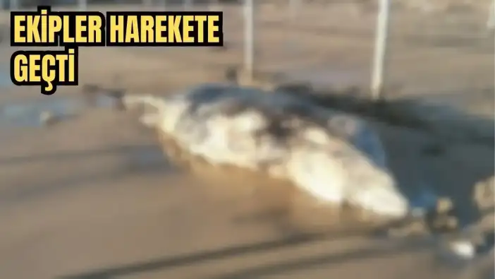 Manavgat’ta Sahile Vuran Dev Yunus Şaşkınlık Yarattı! Ekipler Harekete Geçti