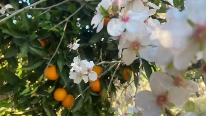 Aksu’da Badem Ağaçları Çiçek Açtı, Üreticide Don Korkusu