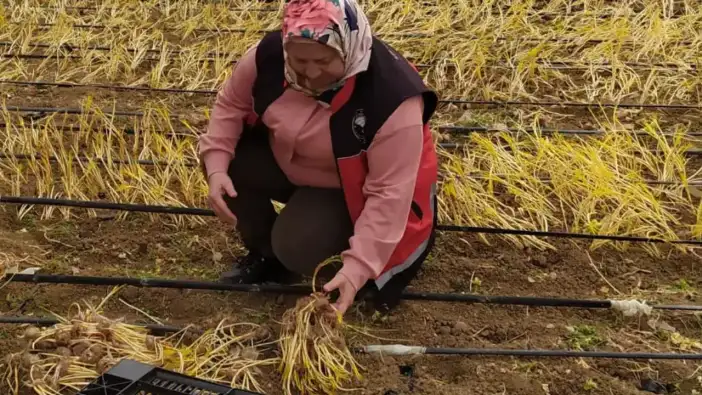 Kırmızı Altın Antalya’da: Korkuteli'de Safran Üretim Alanları Denetlendi