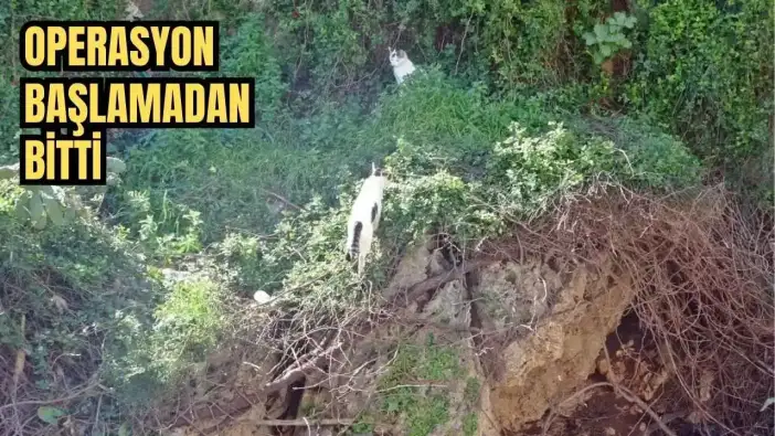 Antalya’da 30 Metrelik Falezlerde Kedi Alarmı! Operasyon Başlamadan Bitti
