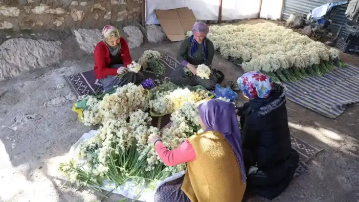 Mersin’de Nergis Hasadı Başladı