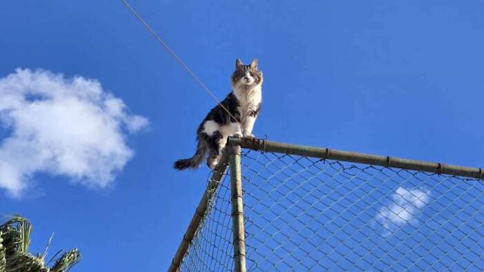 Alanya’da Küçük Can İçin Seferberlik