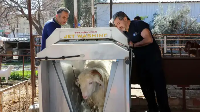 Döşemealtı'da Küçükbaş Üreticilerine Destek! Hayvanlara Ücretsiz Parazit İlacı Yapıldı