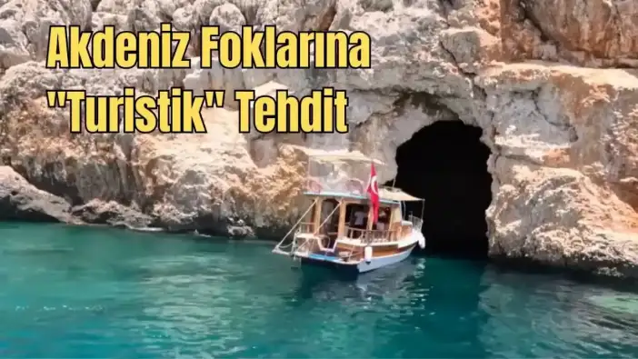 Nesli Tükenmekte Olan Akdeniz Foklarına "Utanç Verici" Tur