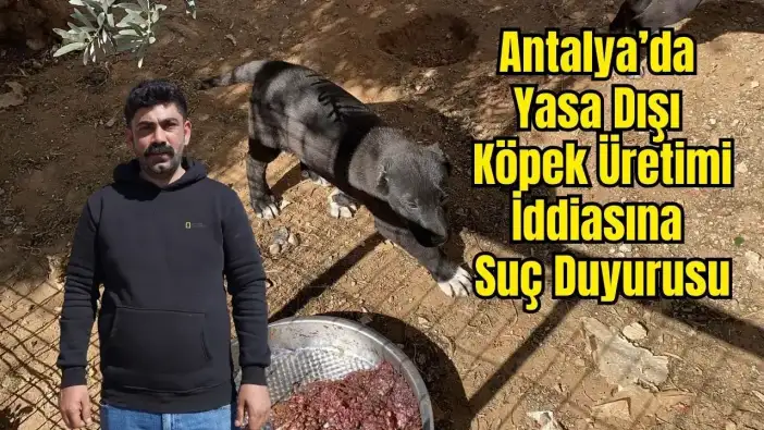 Kepez'de Yasa Dışı Dövüş İddiası: 26 Günlük Yavruları Kulaklarını Kesip 40 Bin Liraya Satıyorlar