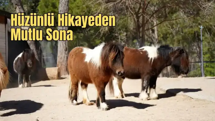 Antalya’da Kurtarılan Midilli Yavrusunun Doğum Günü Kutlandı