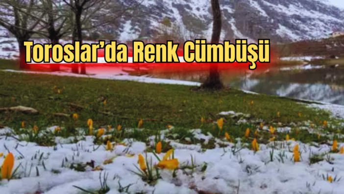 Toroslar’da Görsel Şölen: Kar Çiçekleri Doğayı Süsledi