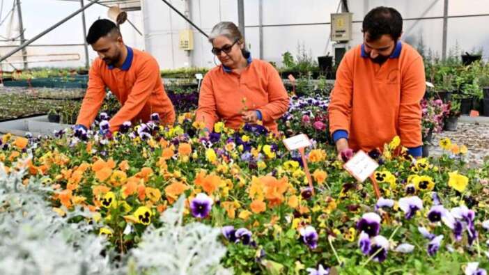 Muratpaşa Kendi Çiçeklerini Üretiyor:35 Dönümlük Tesis
