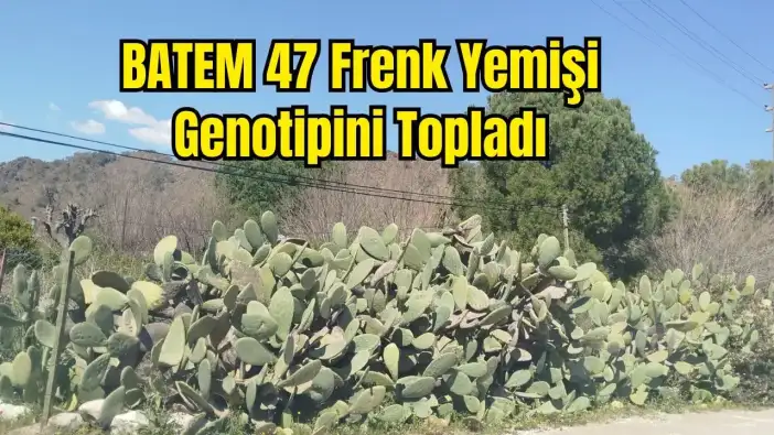 Batı Akdeniz'de Frenk Yemişi Mercek Altında