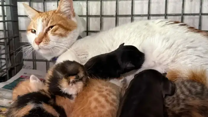 Alanya'da Öksüz Köpek Yavrularını Barınaktaki Kedi Sahiplendi