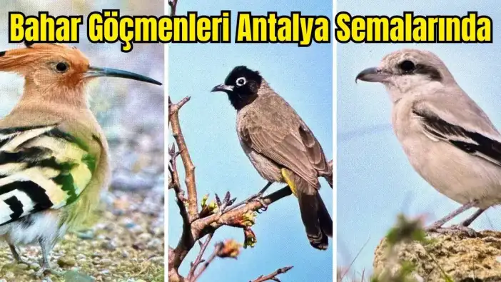 Göç Yolunda Afrika'dan Antalya'ya: 3 Günde 103 Kuş Türü Kaydedildi