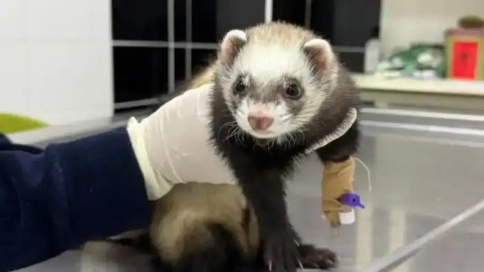 Burdur'da Ölüm Riski Taşıyan Gelincik Sağlığına Kavuştu