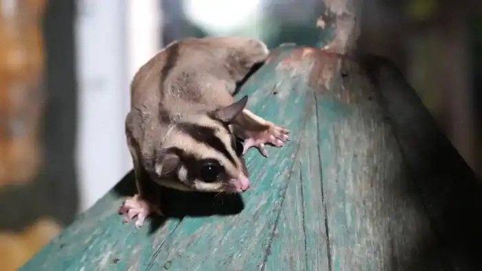 Antalya'da Kaçak 33 Şeker Planörü Koruma Altına Alındı