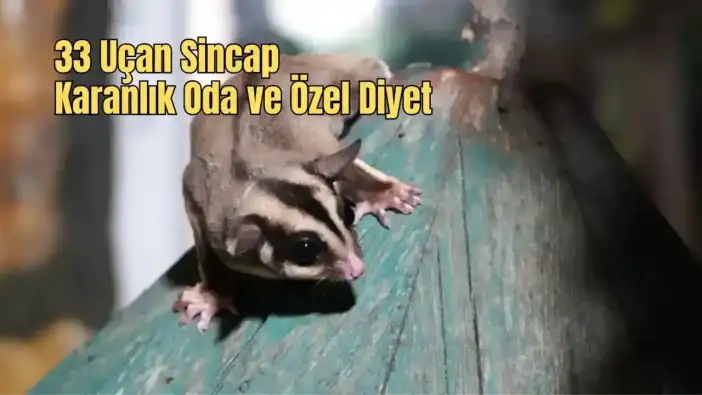 Antalya'da Kaçak 33 Şeker Planörü Koruma Altına Alındı