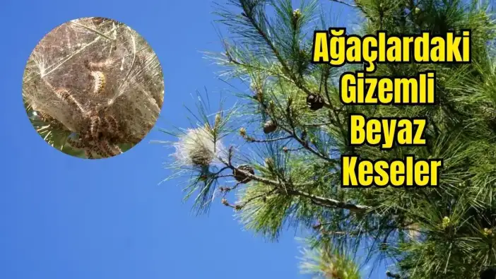 Antalya Ormanlarında İstila Başladı: Beyaz Keselerden Uzak Durun!