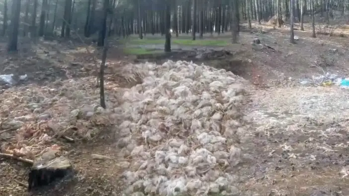 Mersin’de Korkutan Manzara! Ormanlık Alana Yüzlerce Ölü Tavuk Atıldı