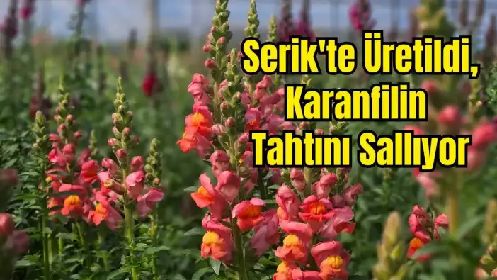 Antalya'da Karanfile Alternatif: Avrupa'ya İlk Aslanağzı Sevkiyatı