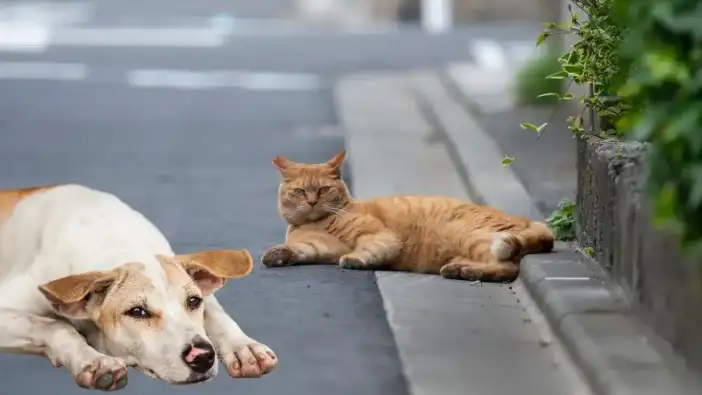 Manavgat'ta Dünya Sokak Hayvanları Günü Etkinliği Ertelendi