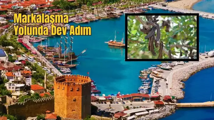 Alanya Keçiboynuzu AB Tescili Yolunda