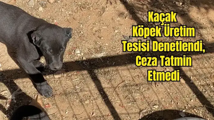 Kepez'de Yavruların Kulaklarını Kesen Tesise Ceza! Denetimde Köpekler Bulunamadı