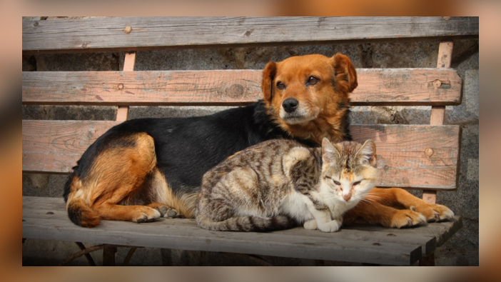 Antalya Büyükşehir Belediyesi'nden Can Dostlar İçin Seferberlik: Satın Alma Sahiplen!