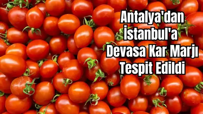 Antalya'nın Çeri Domatesinde Fahiş Fiyat Kıskacı: Kumluca'dan 50 TL'ye Alındı, İstanbul'da 250 TL