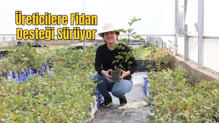 Alanya’nın Coğrafi İşaretli Ürünü İçin 5 Bin Fidan Dağıtılacak