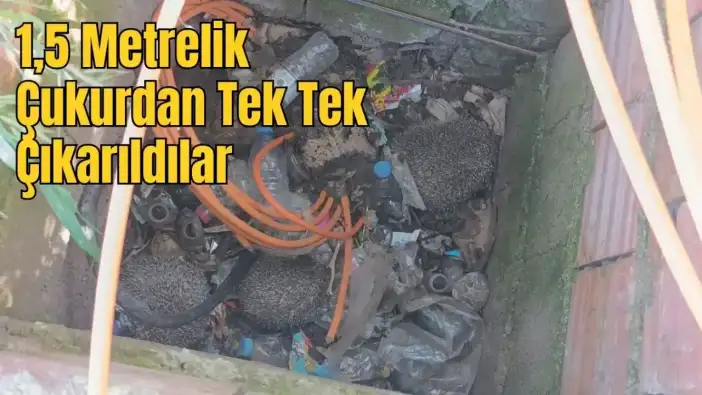 Manavgat’ta İtfaiyenin Şefkat Eli, Önce Serçe Sonra Kirpilere Uzandı