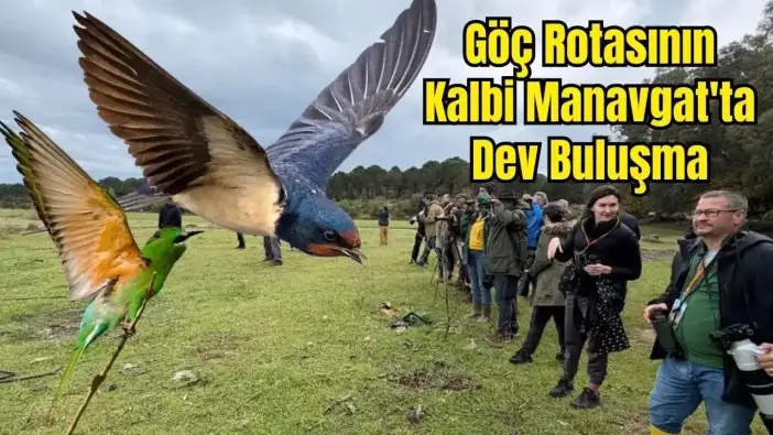 Göç Yolunda Antalya'nın Nadir Misafirleri: 3 Günde 120 Kuş Gözlemlendi