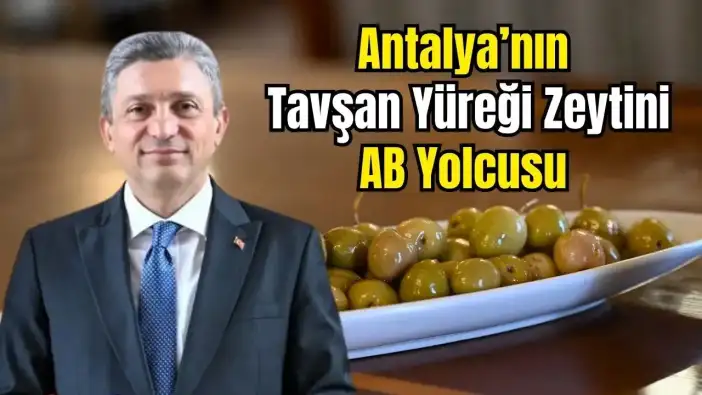 Vali Bizzat Müracaat Etti: Antalya Tavşan Yüreği Zeytini Avrupa Birliği Tescili Alacak