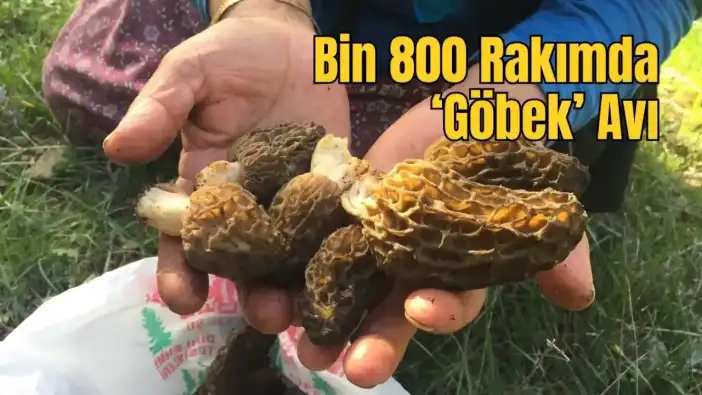 Antalya’da Toplanıyor, Kilosu Bin 500’den Satılıyor