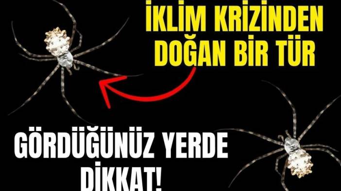 İklim krizinden yeni bir örümcek türedi