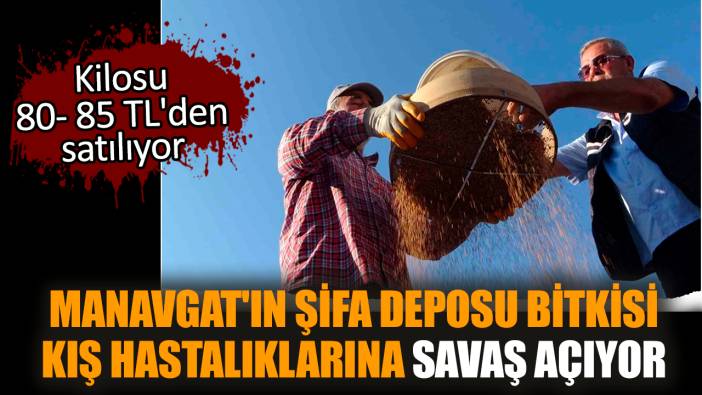 Manavgat'ın şifa deposu bitkisi hastalıklara savaş açıyor