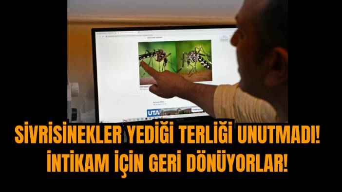 Sivrisinekler yediği terliği unutmadı! İntikam için geri dönüyorlar!